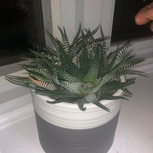 Meet your Posher, Alia